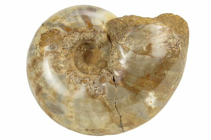 Jurassic Ammonite Fossil - Sakaraha, Madagascar #251292